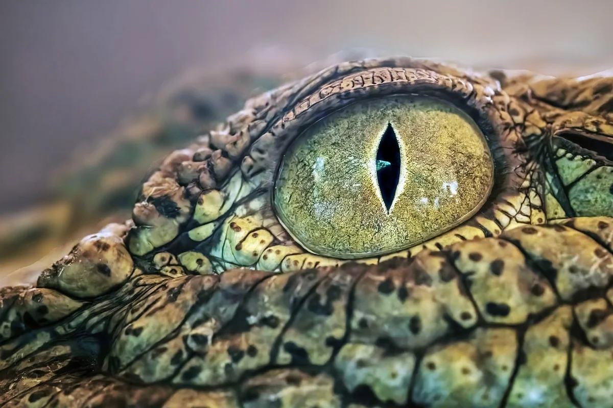 crocodile eye, crocodile, eye, reptile, alligator, australia, zoo, baby crocodile, macro crocodile, hartleys crocodile adventures, saltwater crocodile, estuarine crocodile