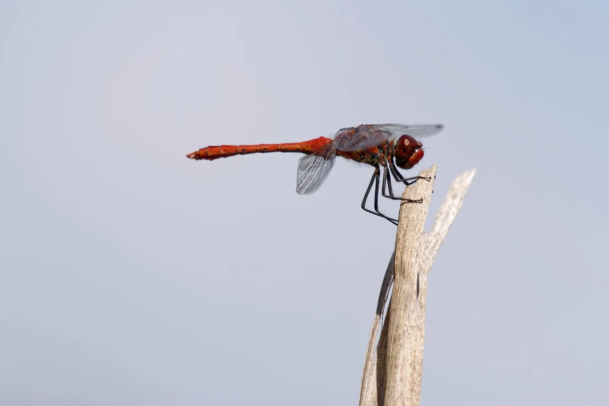 dragon-fly, insect, plant, nature, entomology, close, close-up, wings, body, legs, macro, stem, stalk, sky, details