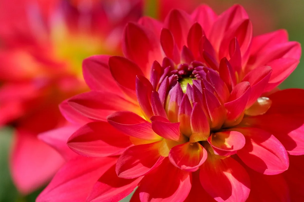 A vibrant red dahlia with a yellow and purple center, in focus with a blurred red flower behind it.