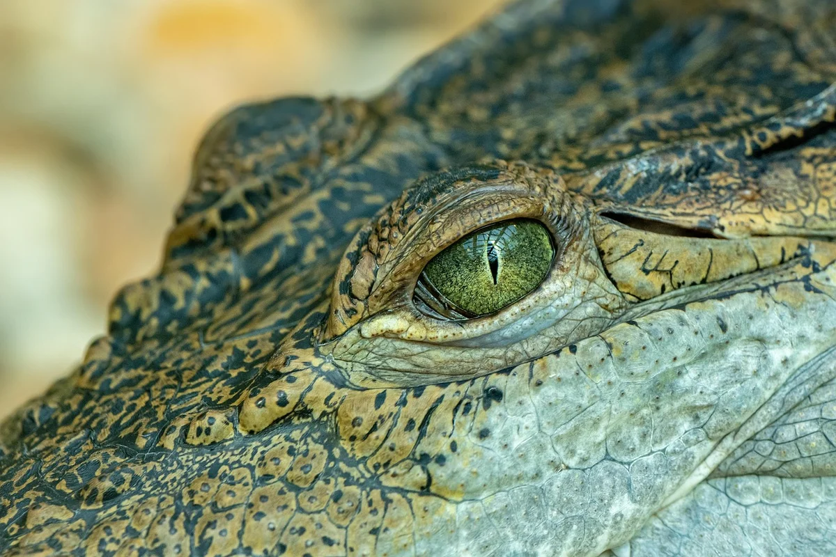 A close-up of a crocodile's head, showing its green eye with a vertical pupil and textured brown and gray scales.
